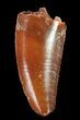 Serrated, Raptor Tooth - Morocco #72620-1